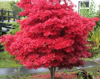 Acer Tree Skeeters Broom NEW Japanese Maple Red 3L Pot 60cm Plants to your door