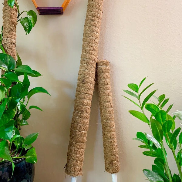 Moss poles | Plant Support poles | moss sticks | Coir poles | house plant supports | cheese plant poles