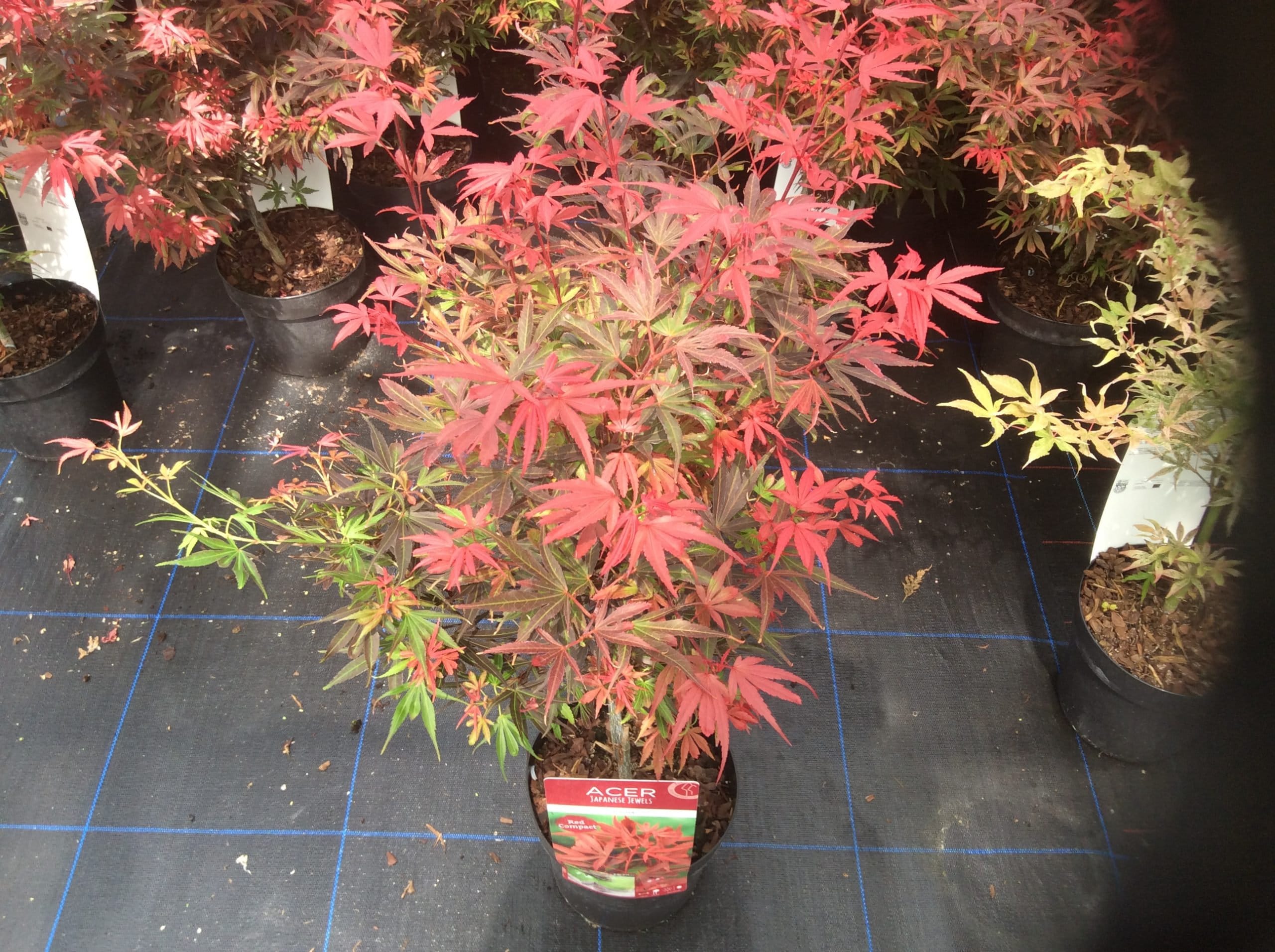 Acer Tree Japanese Maple Red 3L Pot 60cm Height Delivered to Etsy UK
