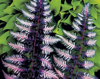 Japanese painted Fern (Athyrium niponicum) 3Lt Pot