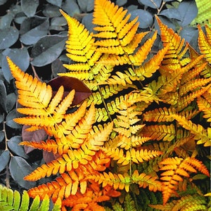 Japanese autumn fern (Dryopteris erythrosora) 3L Pot Delivered to your door