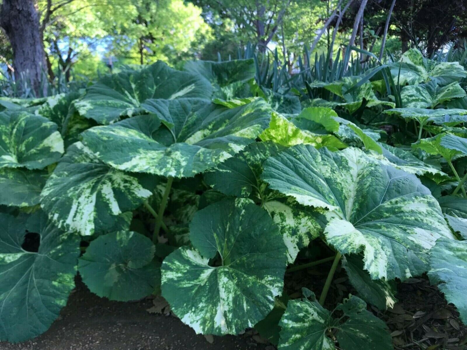 Butterbur Plant XXXL petasites Japonicus Like Gunnera Etsy UK