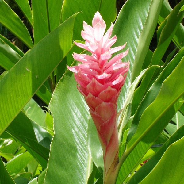 Ginger plant. XXL Zingiber Officinale Tropical 1x Large Rhizome. Plants to your door