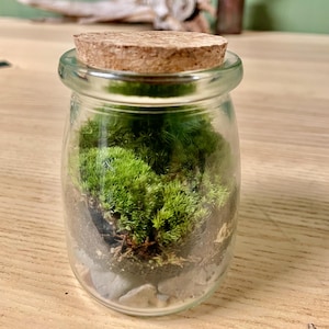 Puede incluir: Un peque&ntilde;o tarro de vidrio transparente lleno de musgo verde vibrante y peque&ntilde;as piedras, coronado con una tapa de corcho. El tarro est&aacute; sobre una superficie de madera, con un fondo borroso.