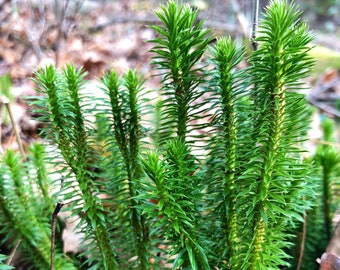 Live Shining Clubmoss for Terrarium/ Staghorn Clubmoss/Set of 4 Clubmoss/ Lycopodium Clavatum