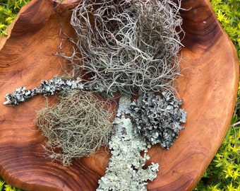 5 Variety Lichen Mix/ Assorted Lichen Variety Bag for Terrarium/ Home Decor