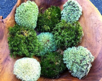 Live Moss Mixture/ Mood Moss/ Cushion Moss/ Small- Large Pieces of Sheet/Cushion Moss/ Moss for Terrarium/ Vivarium/ Moss Garden