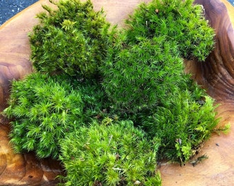 Live Mood Moss/ Choose your size/ Healthy Green Moss for Terrarium/ Vivarium/ Moss Garden/ Dicranum Scoparium