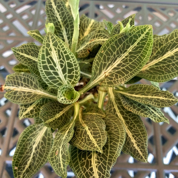 Live Downy Rattlesnake Plantain Orchid | Bare-Root Goodyera pubescens