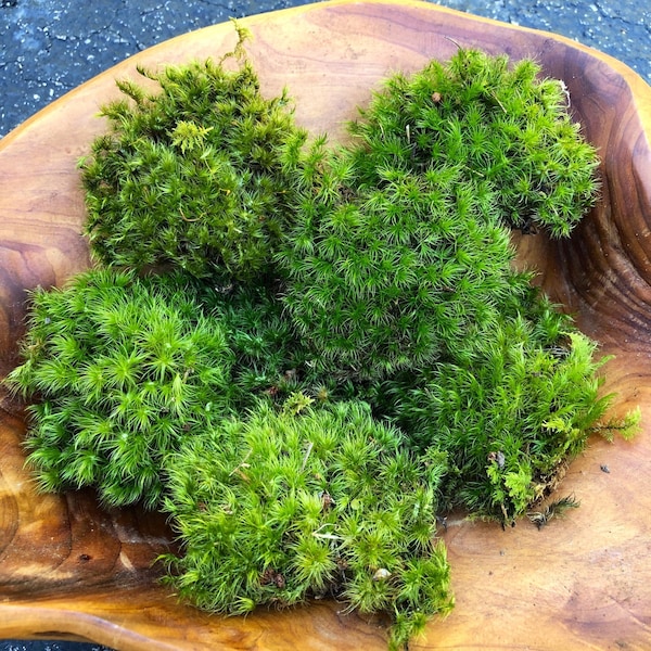 Live Mood Moss/ Choose your size/ Healthy Green Moss for Terrarium/ Vivarium/ Moss Garden/ Dicranum Scoparium