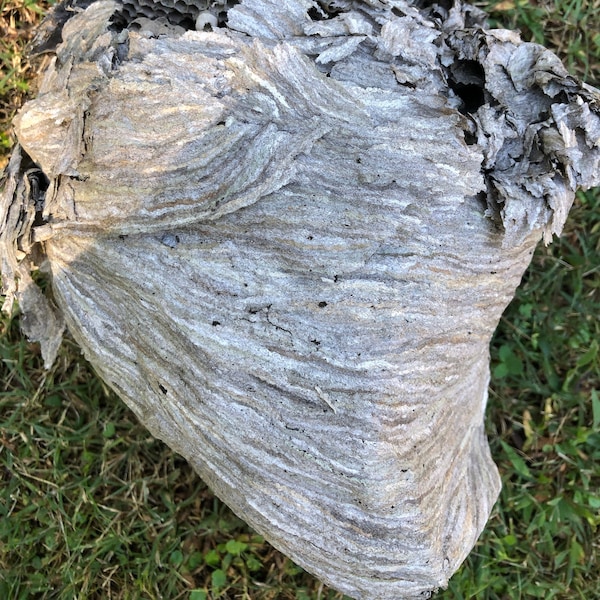 Extra Large Hornet Nest/ Paper Nest for Natural Decor & Display