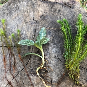 3 Variety Terrarium Plant Mix/ Shining Clubmoss/ Haircap Moss/ Downy Rattlesnake Orchid