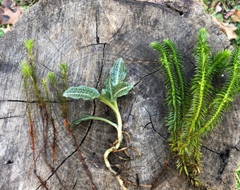 3 Variety Terrarium Plant Mix/ Shining Clubmoss/ Haircap Moss/ Downy Rattlesnake Orchid