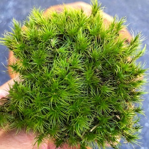 Live Mood Moss/ Choose your size/ Healthy Green Moss for Terrarium/ Vivarium/ Moss Garden/ Dicranum Scoparium image 7