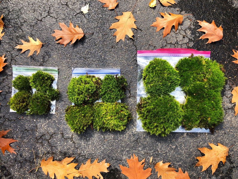 Live Mood Moss/ Choose your size/ Healthy Green Moss for Terrarium/ Vivarium/ Moss Garden/ Dicranum Scoparium image 2