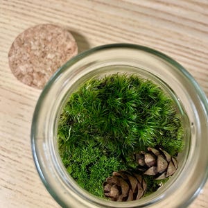 Puede incluir: Un terrario de vidrio transparente lleno de musgo verde vibrante y dos pi&ntilde;as marrones. Una tapa de corcho est&aacute; al lado. El terrario est&aacute; sobre una superficie de madera clara.