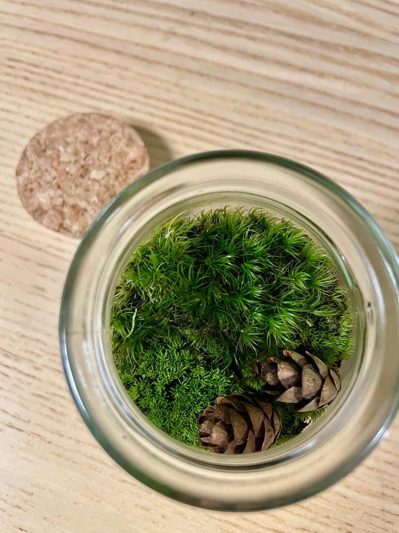 Puede incluir: Un terrario de vidrio transparente lleno de musgo verde vibrante y dos pi&ntilde;as marrones. Una tapa de corcho est&aacute; al lado. El terrario est&aacute; sobre una superficie de madera clara.
