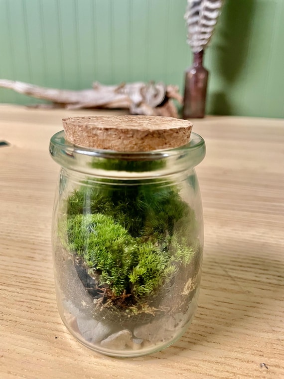 Mini Live Moss Terrarium Kit | DIY or Premade Enclosed Glass Jar, Nature Gift