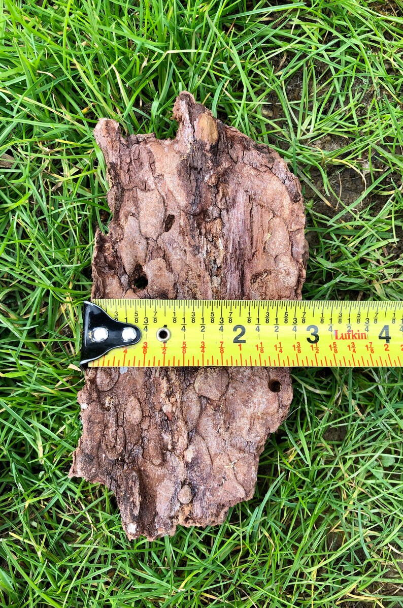 May include: A piece of textured brown bark, approximately 9 cm long, rests on green grass. A yellow measuring tape is placed across the bark, showing the length. The bark has a rough, uneven surface.