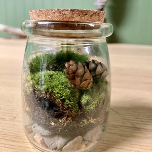 Puede incluir: Un peque&ntilde;o frasco de vidrio transparente con tapa de corcho, lleno de musgo verde, peque&ntilde;as piedras y dos pi&ntilde;as. El frasco est&aacute; sobre una superficie de madera, con un fondo verde. El frasco es un terrario decorativo.