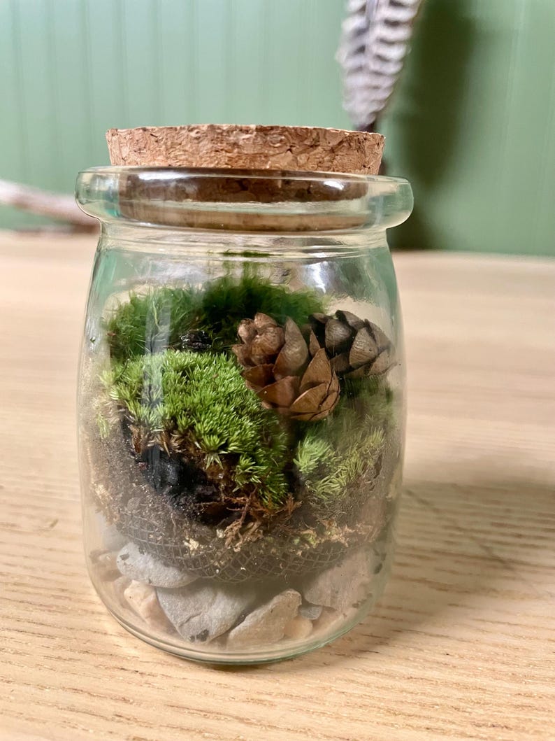 Puede incluir: Un peque&ntilde;o frasco de vidrio transparente con tapa de corcho, lleno de musgo verde, peque&ntilde;as piedras y dos pi&ntilde;as. El frasco est&aacute; sobre una superficie de madera, con un fondo verde. El frasco es un terrario decorativo.