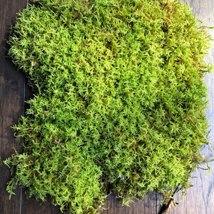Puede incluir: Un primer plano de un parche de musgo preservado, de color verde natural, con un ligero tono amarillo. El musgo est&aacute; dispuesto en forma rectangular y se muestra sobre una superficie de madera.