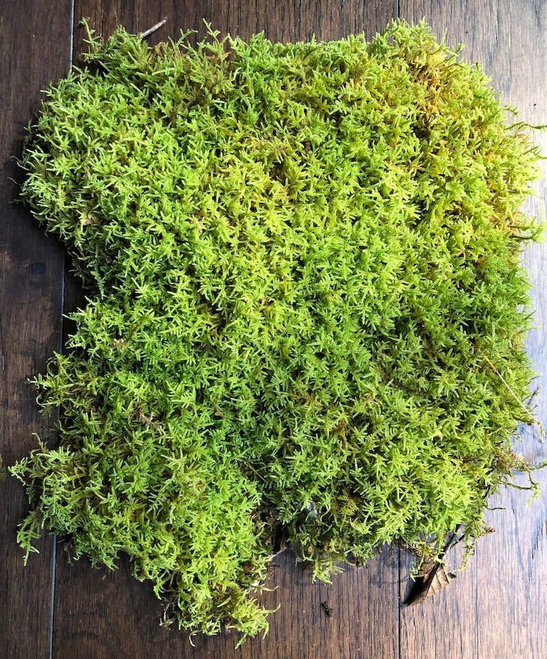 Puede incluir: Un primer plano de un parche de musgo preservado, de color verde natural, con un ligero tono amarillo. El musgo est&aacute; dispuesto en forma rectangular y se muestra sobre una superficie de madera.