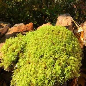 Puede incluir: Primer plano de un musgo verde vibrante que crece en una pila de troncos de madera desgastados. El musgo es exuberante y texturizado, creando un aspecto natural y org&aacute;nico.