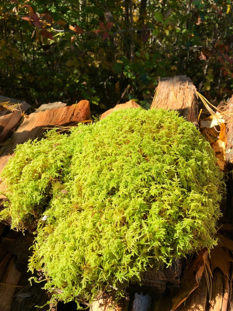 Puede incluir: Primer plano de un musgo verde vibrante que crece en una pila de troncos de madera desgastados. El musgo es exuberante y texturizado, creando un aspecto natural y org&aacute;nico.