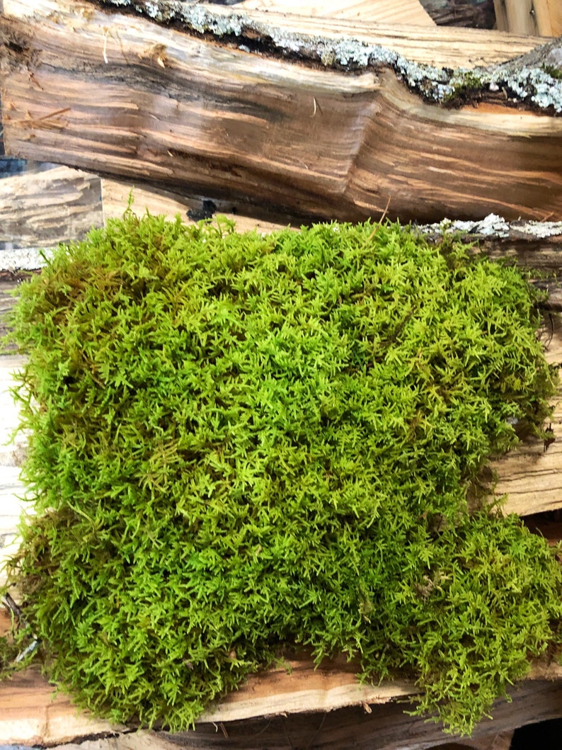 Puede incluir: Primer plano de un parche de musgo verde vibrante que crece en un trozo de madera desgastada.