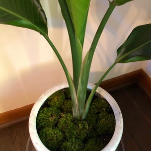 Live Mood Moss/ Choose your size/ Healthy Green Moss for Terrarium/ Vivarium/ Moss Garden/ Dicranum Scoparium image 8