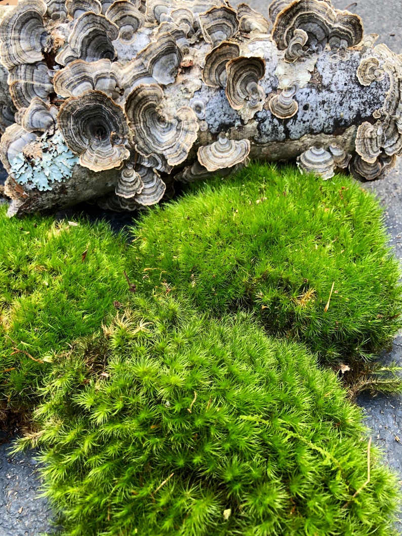 Live Mood Moss/ Choose your size/ Healthy Green Moss for Terrarium/ Vivarium/ Moss Garden/ Dicranum Scoparium image 9