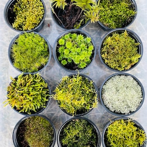 May include: Overhead shot of twelve small black pots filled with various types of moss. The mosses range in color from bright green to olive and light green. Some pots have a single type of moss, while others have a mix. The pots are arranged in a grid.
