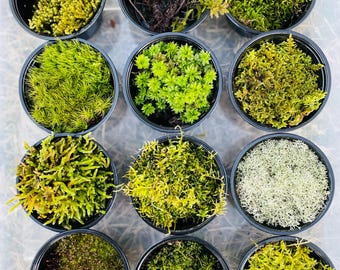 Assorted Live Moss Sample Pack • Terrarium, Vivarium Moss • Organic, Pesticide-Free • (3.25 oz Containers)