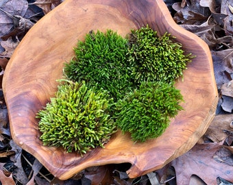 Cypress Leaved Plait moss/ Hypnum Cupressiforme/ Moss for Terrarium/ Vivarium/Moss Garden