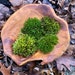 see more listings in the MOSS/LICHEN section