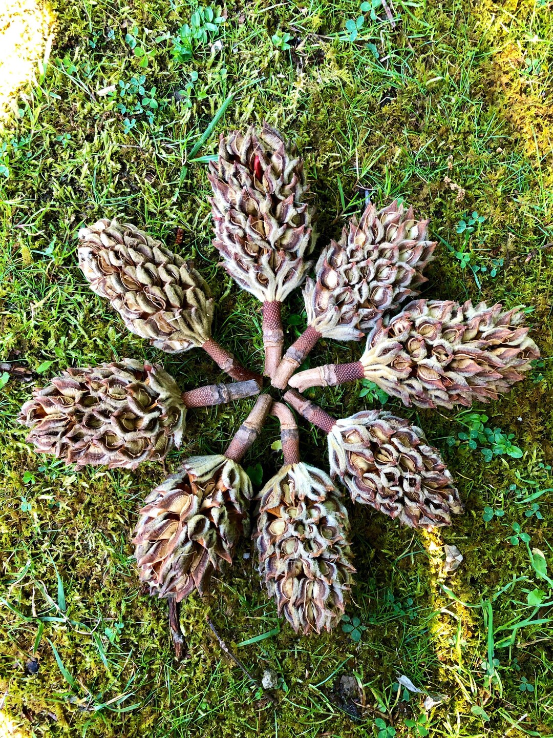 Magnolia Seed Pods
