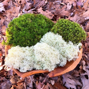 Live Reindeer Moss/Live Mood Moss/ Moss Variety Mixture/Healthy Moss for Terrarium/ Vivarium/ Moss Garden