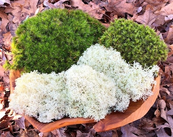 Live Reindeer & Mood Moss Mix: Healthy Terrarium Moss