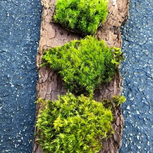 Live Mood Moss/ Choose your size/ Healthy Green Moss for Terrarium/ Vivarium/ Moss Garden/ Dicranum Scoparium image 4