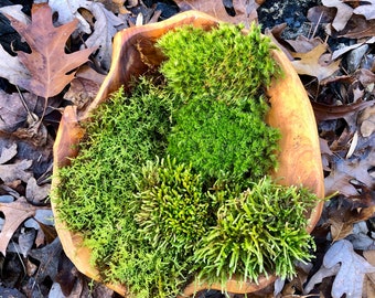 3 Moss Variety Mix: Mood, Sheet, Cypress – Terrarium & Vivarium Moss Garden
