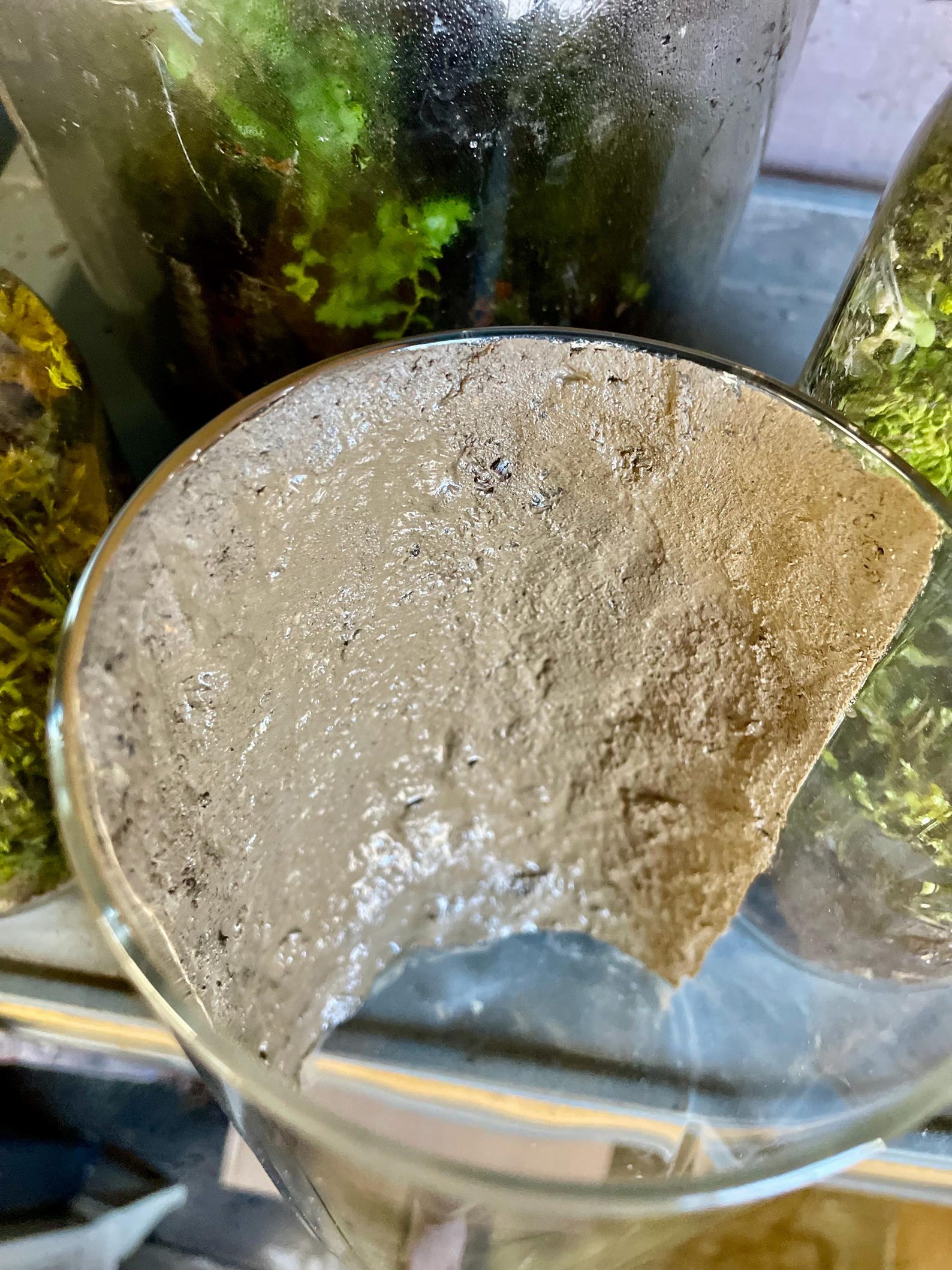 Forestform™ Sculpting Moss Medium | Ready to Use Vertical Moss Wall ...