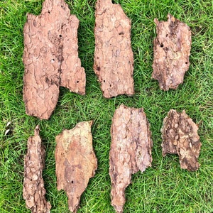 May include: Seven pieces of brown tree bark with a textured surface are arranged on green grass. The bark pieces vary in size and shape, with some having holes and irregular edges. The bark's colour ranges from light to dark brown.