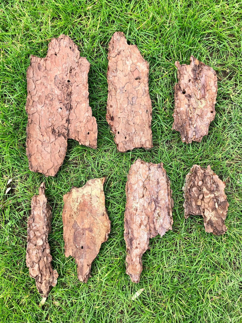 May include: Seven pieces of brown tree bark with a textured surface are arranged on green grass. The bark pieces vary in size and shape, with some having holes and irregular edges. The bark's colour ranges from light to dark brown.