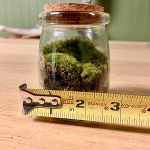 Puede incluir: Un peque&ntilde;o tarro de cristal lleno de musgo verde vibrante, coronado con un tap&oacute;n de corcho. Una cinta m&eacute;trica amarilla muestra que el tarro tiene aproximadamente 5 cm de di&aacute;metro. El tarro est&aacute; sobre una superficie de madera.