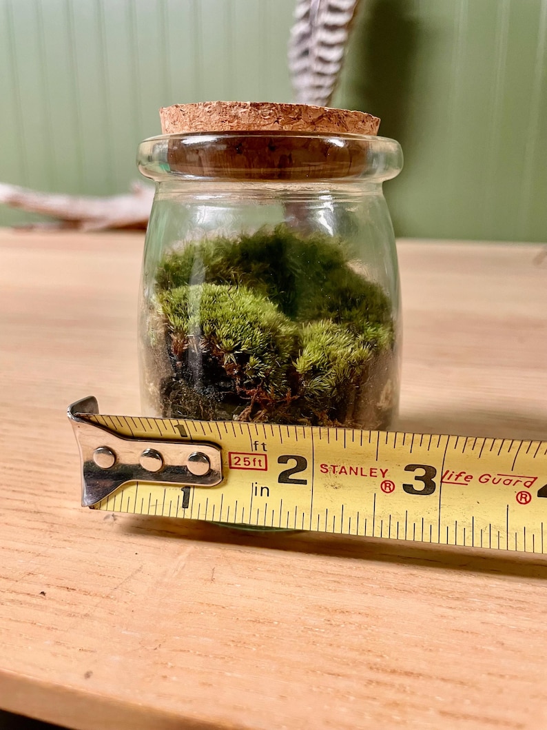 Puede incluir: Un peque&ntilde;o tarro de cristal lleno de musgo verde vibrante, coronado con un tap&oacute;n de corcho. Una cinta m&eacute;trica amarilla muestra que el tarro tiene aproximadamente 5 cm de di&aacute;metro. El tarro est&aacute; sobre una superficie de madera.