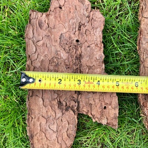 May include: A piece of brown tree bark with a textured surface, measuring approximately 15 cm in length. The bark has several small holes and is placed on a bed of green grass. A yellow measuring tape is placed across the bark.