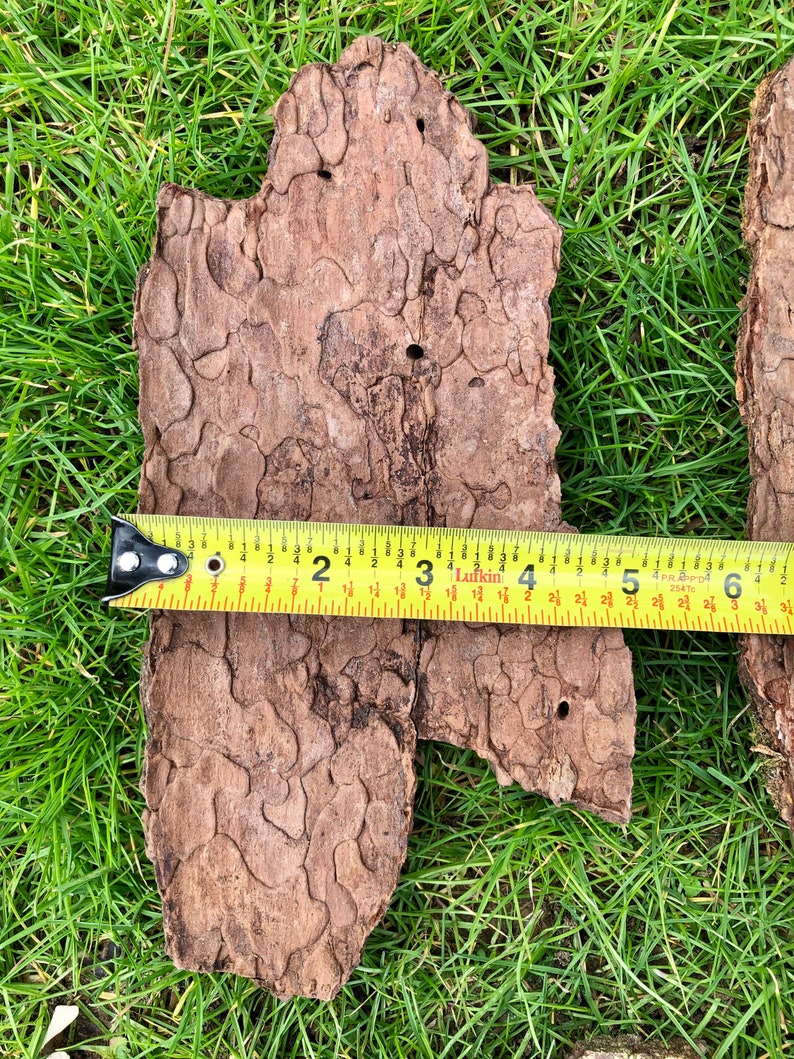 May include: A piece of brown tree bark with a textured surface, measuring approximately 15 cm in length. The bark has several small holes and is placed on a bed of green grass. A yellow measuring tape is placed across the bark.