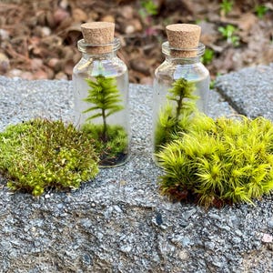 Mini Tree Moss Terrarium: Self Sustaining DIY Kit