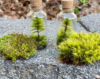 May include: Two small glass bottles with cork stoppers, each containing a miniature green tree and moss. The bottles are sitting on a gray, textured surface.